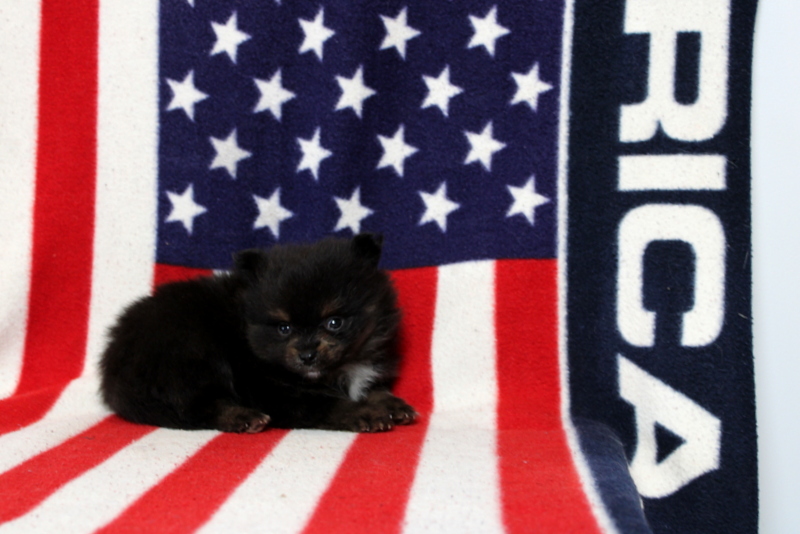puppy, for, sale, Pomeranian, Matthew B. Stoltzfus, dog, breeder, Gap, PA, dog-breeder, puppy-for-sale, forsale, nearby, find, puppyfind, locator, puppylocator, aca
